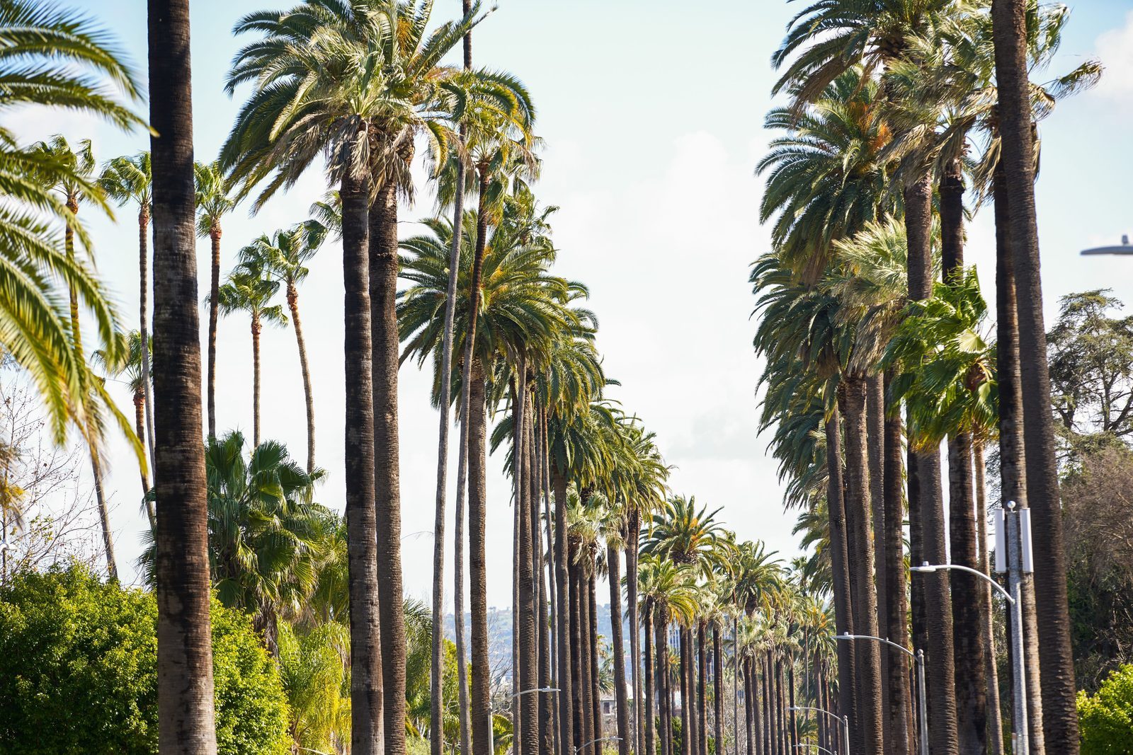 Palmenallee in Los Angeles