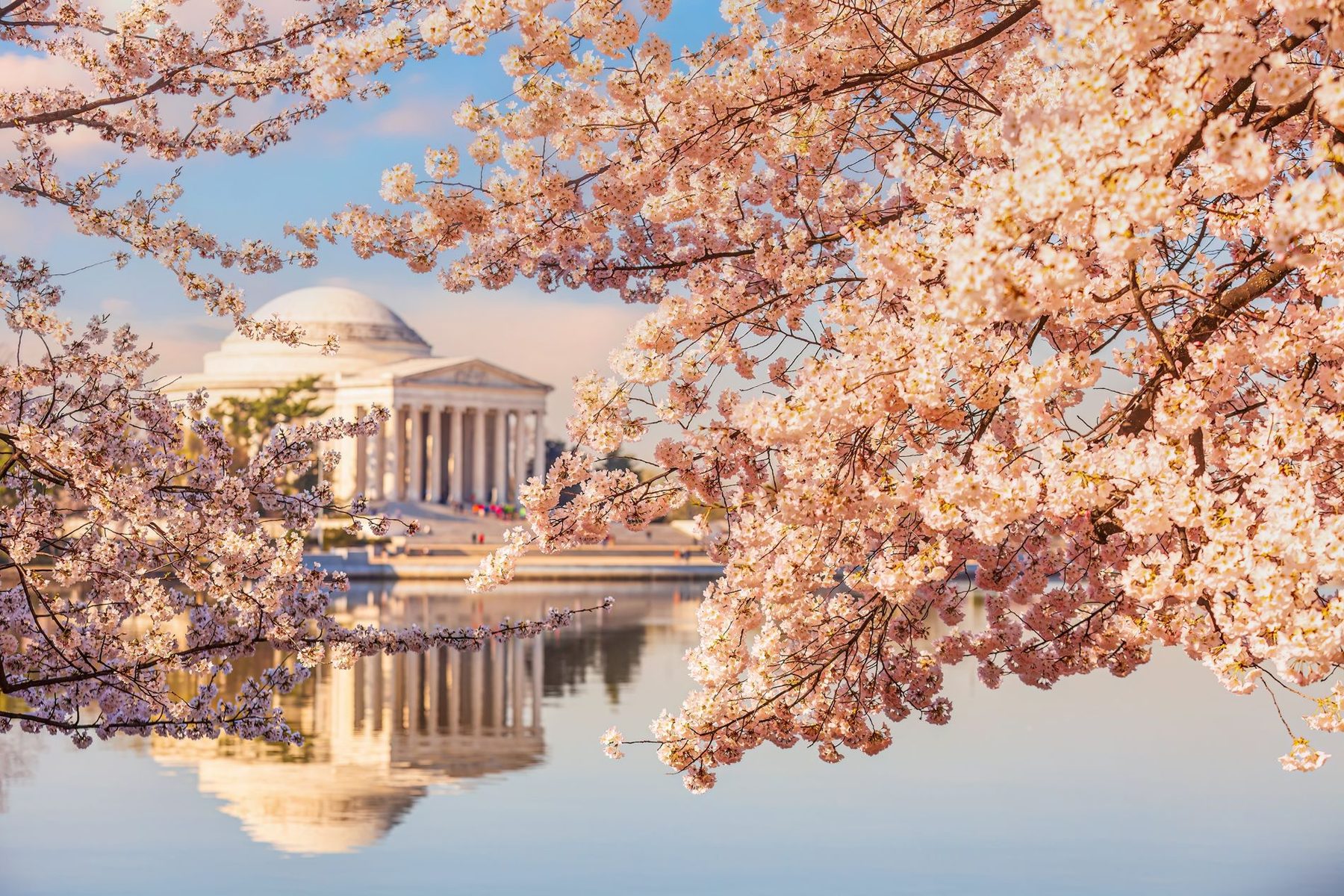 Jefferson Memorial zur Kirschblüte in Washington